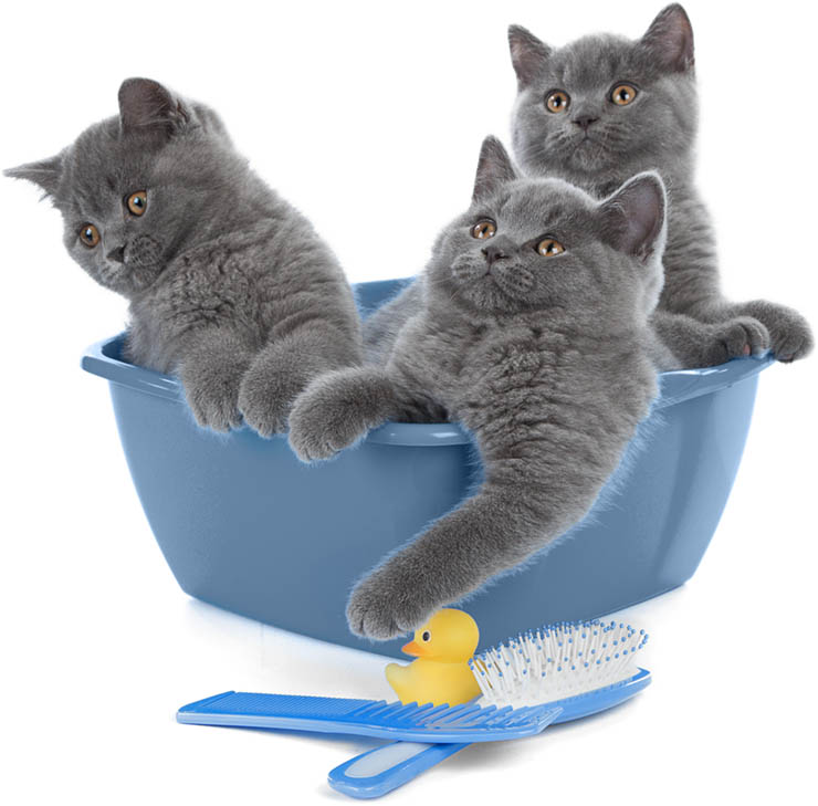 Cat Bathing Photo