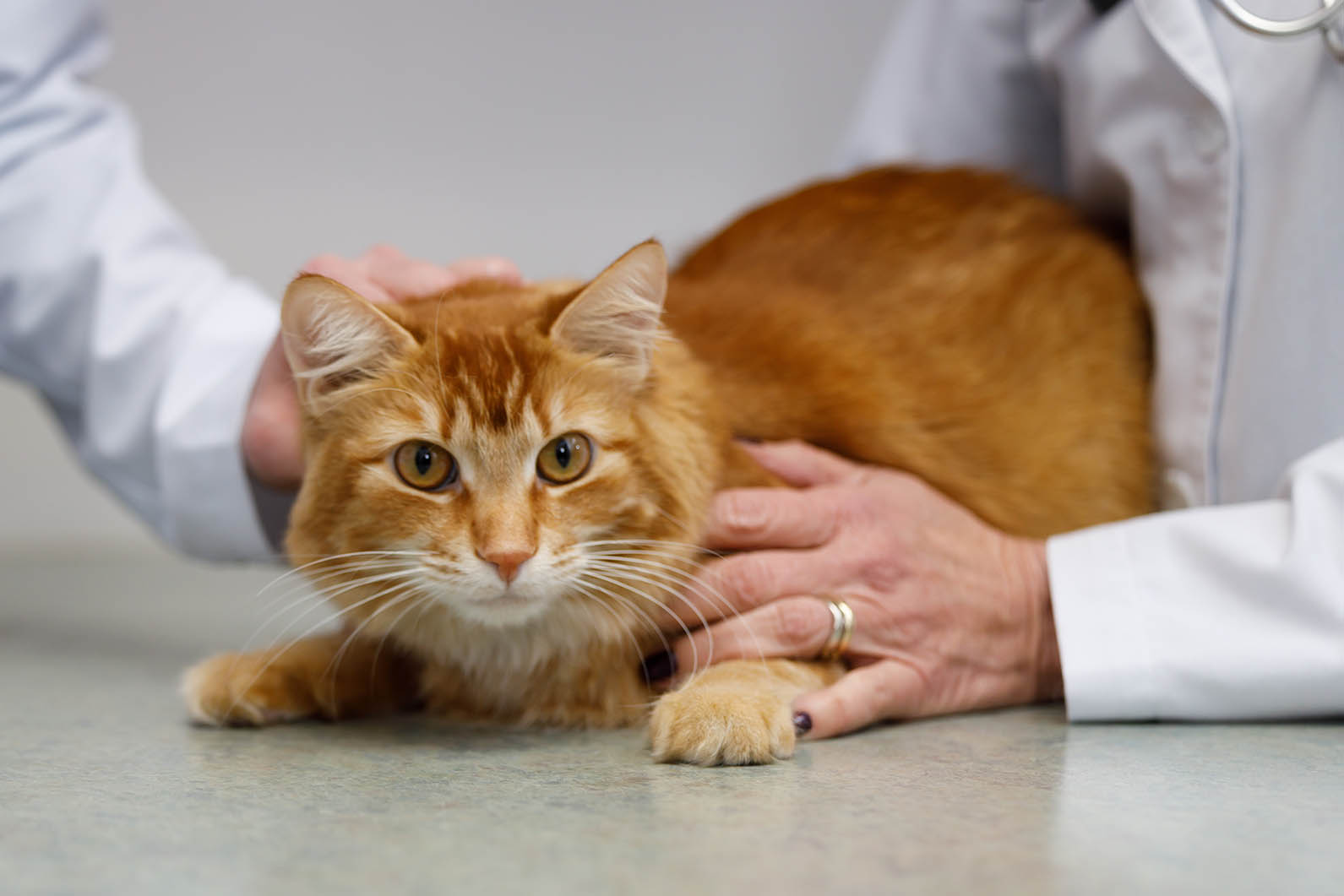 Behavior The Cat Care Clinic Veterinary Services Orange, CA Cat