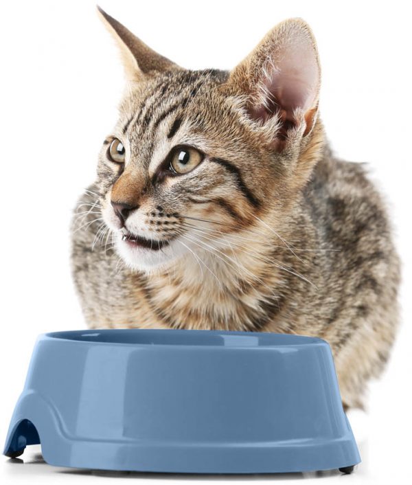 The Cat Care Clinic Veterinary Services Orange, CA Cat Hospital