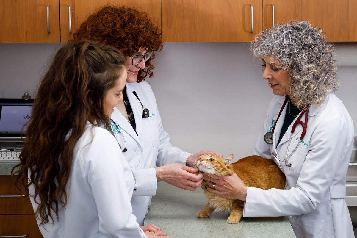 Dentistry The Cat Care Clinic Veterinary Services Orange, CA Cat Hospital Health Veterinarian