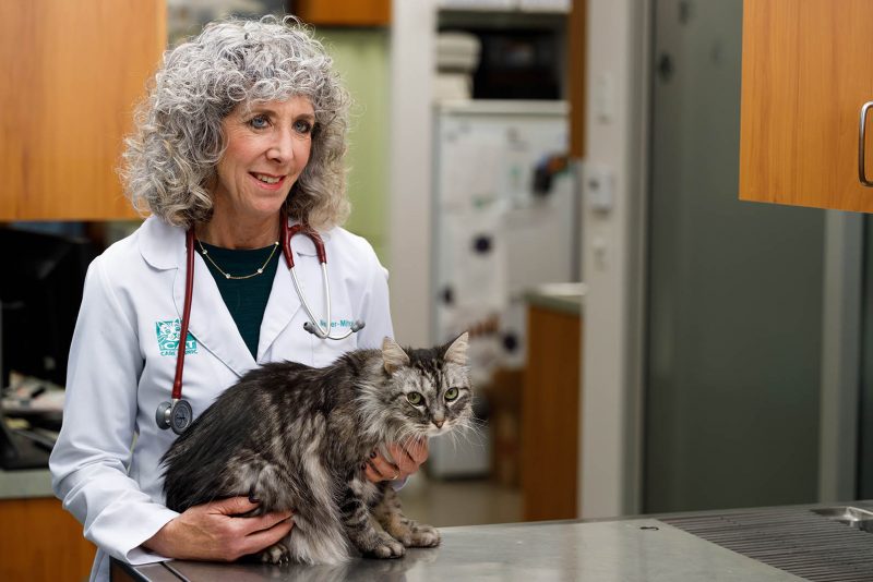 Faq The Cat Care Clinic Veterinary Services Orange Ca Cat Hospital Health Veterinarian