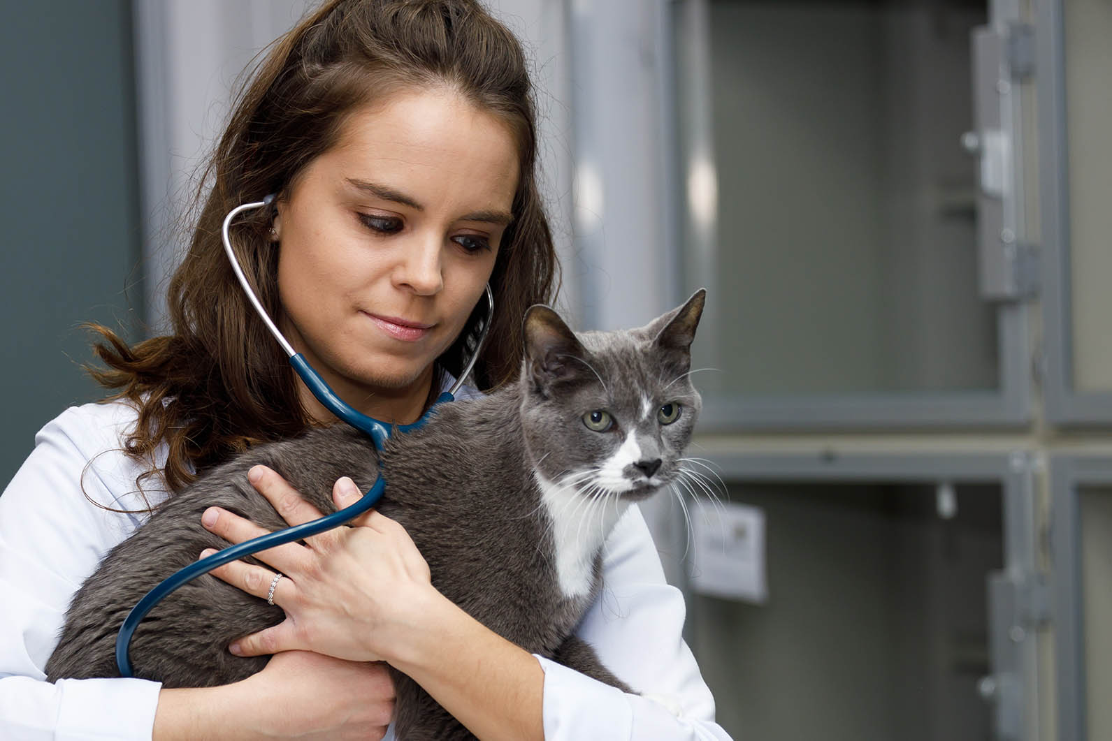 Forms The Cat Care Clinic Veterinary Services Orange, CA Cat