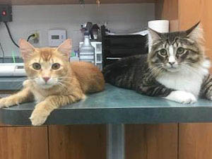 Cats hanging out at the vets