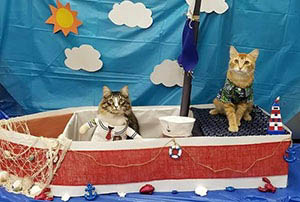 Cats in a boat