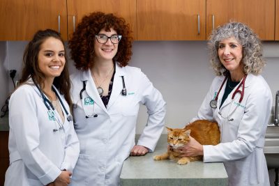 Policies Payments The Cat Care Clinic Veterinary Services Orange Ca Cat Hospital Health