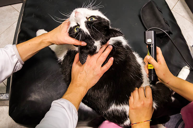 Technology The Cat Care Clinic Veterinary Services Orange CA Cat Hospital Health Veterinarian