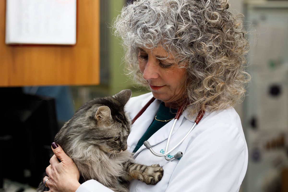 Pain Management The Cat Care Clinic Veterinary Services Orange, CA