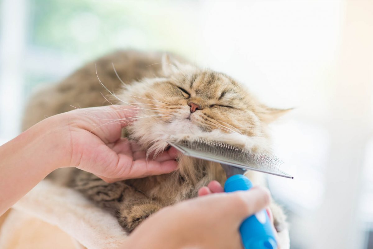 Grooming The Cat Care Clinic Veterinary Services Orange, CA Cat